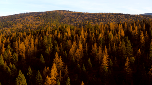 (4K) Aerial Fall Wintergreens 1