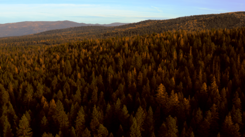 (4K) Aerial Fall Wintergreens 2