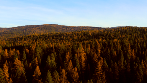 (4K) Aerial Fall Wintergreens 3