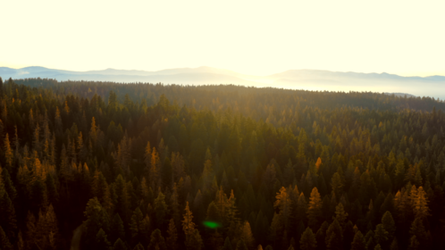 (4K) Aerial Fall Wintergreens 4