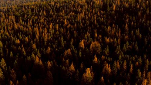 (4K) Aerial Fall Wintergreens 6