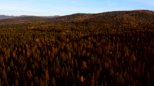 (4K) Aerial Fall Wintergreens 9