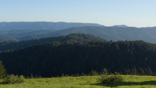(4K) Aerial Moutain Pine Forest 1