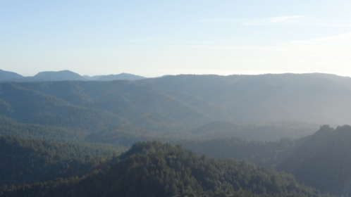 (4K) Aerial Moutain Pine Forest 2