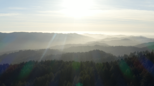 (4K) Aerial Moutain Pine Forest 3
