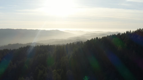 (4K) Aerial Moutain Pine Forest 4