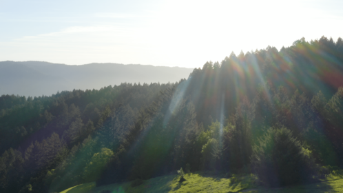 (4K) Aerial Moutain Pine Forest 5