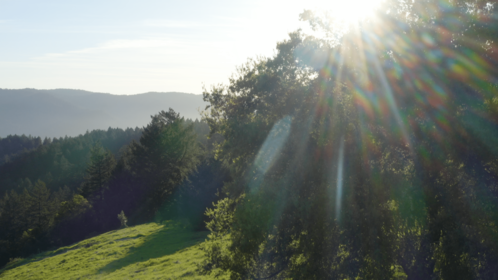 (4K) Aerial Moutain Pine Forest 6