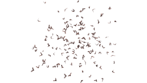 (4K) Bat Colony Swarming 1