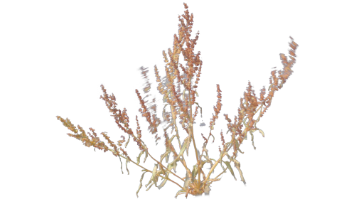 (4K) Desert Plant 1 Gust 1