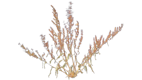(4K) Desert Plant 1 Gust 3