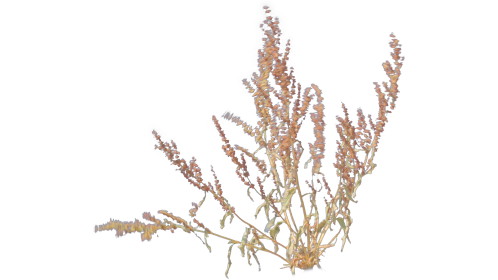 (4K) Desert Plant 1 Gust 4