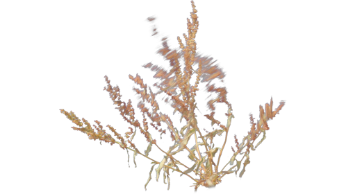 (4K) Desert Plant 1 Gust 7