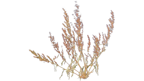 (4K) Desert Plant 1 Gust 8