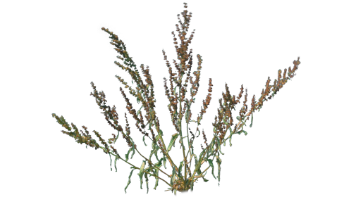(4K) Desert Plant 1 Windy 2
