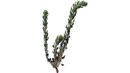 (4K) Desert Plant 2 Gust 1