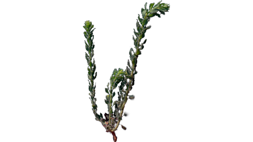 (4K) Desert Plant 2 Gust 3