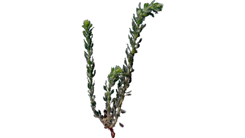 (4K) Desert Plant 2 Gust 4