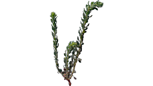 (4K) Desert Plant 2 Gust 5