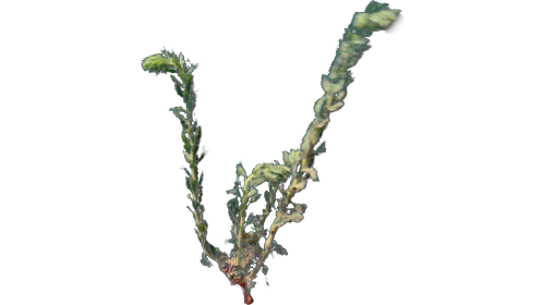 (4K) Desert Plant 2 Gust 6