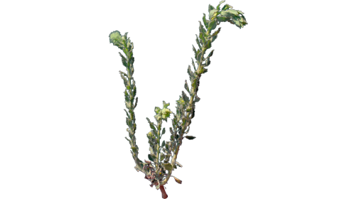 (4K) Desert Plant 2 Windy 1