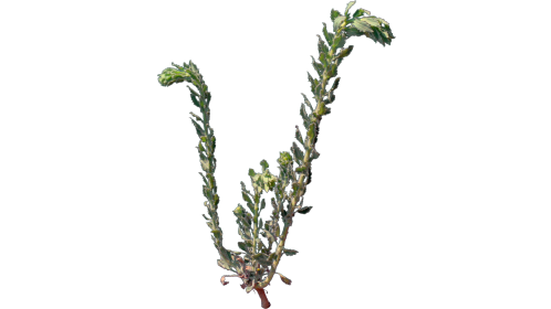 (4K) Desert Plant 2 Windy 2