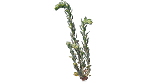 (4K) Desert Plant 3 Gust 1