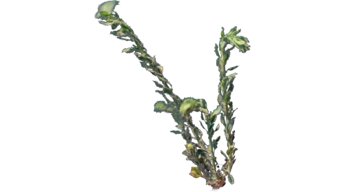 (4K) Desert Plant 3 Gust 2