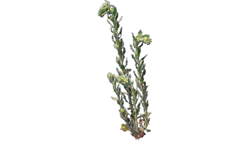 (4K) Desert Plant 3 Gust 3