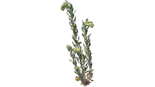 (4K) Desert Plant 3 Gust 4