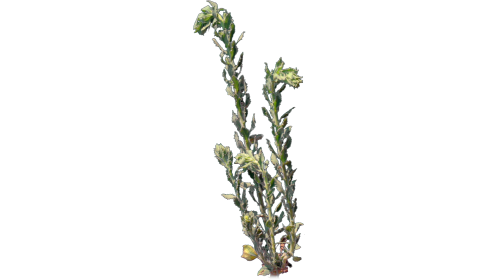 (4K) Desert Plant 3 Gust 5
