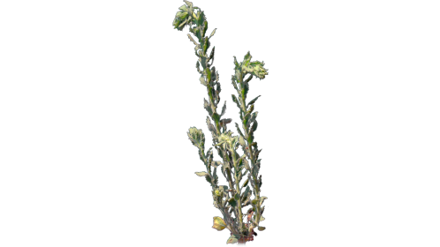 (4K) Desert Plant 3 Gust 6