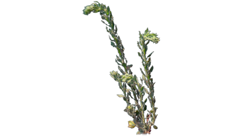 (4K) Desert Plant 3 Windy 1