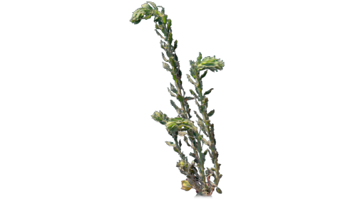 (4K) Desert Plant 3 Windy 3