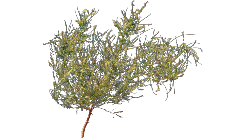 (4K) Desert Plant 4 Gust 1