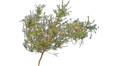 (4K) Desert Plant 4 Gust 2