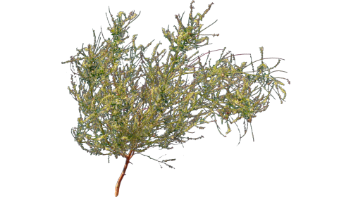 (4K) Desert Plant 4 Gust 3