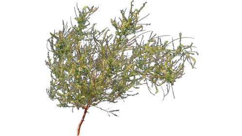 (4K) Desert Plant 4 Gust 5