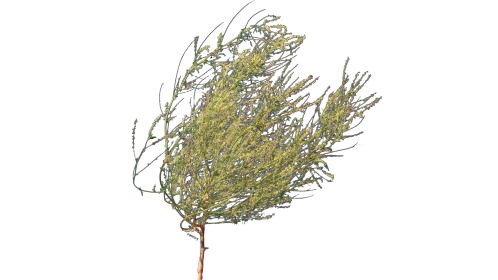 (4K) Desert Plant 5 Gust 2