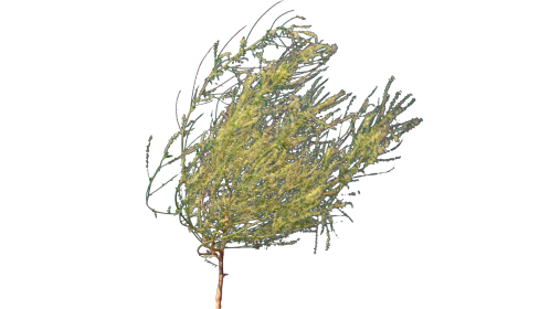 (4K) Desert Plant 5 Gust 3