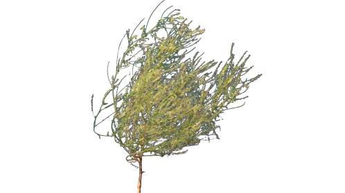 (4K) Desert Plant 5 Gust 4