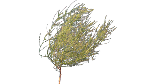 (4K) Desert Plant 5 Gust 6