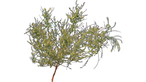(4K) Desert Plant 6 Gust 1
