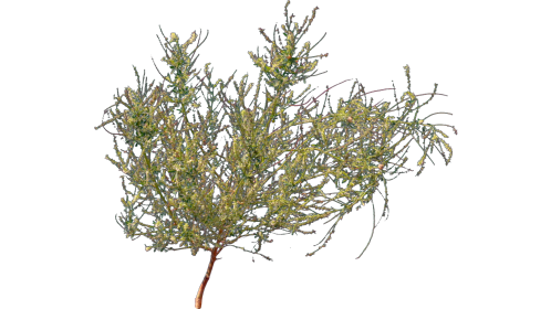 (4K) Desert Plant 6 Gust 2