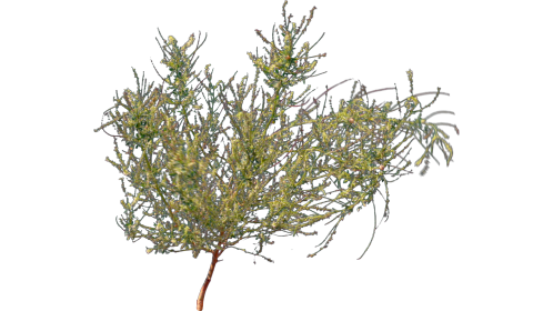 (4K) Desert Plant 6 Gust 3