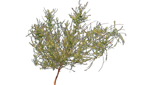 (4K) Desert Plant 6 Gust 5
