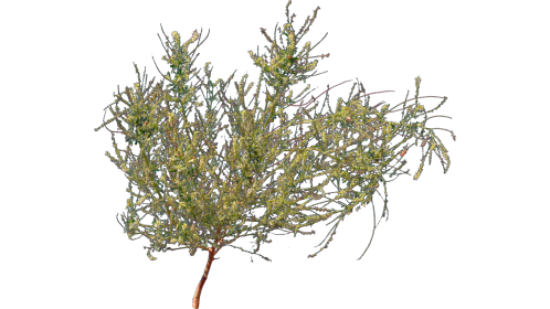 (4K) Desert Plant 6 Gust 6