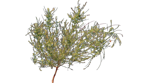 (4K) Desert Plant 6 Gust 7