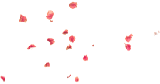 (4K) Falling Flower Petals 12