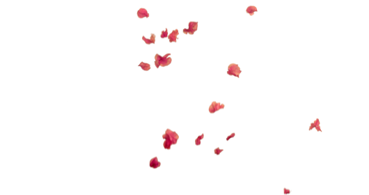 (4K) Falling Flower Petals 4